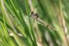 Sympetrum sanguineum
